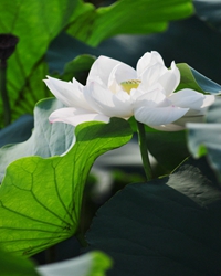 花开花落，心静如禅