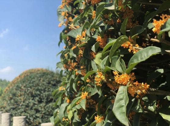 【丹枫】桂花悠悠（散文）