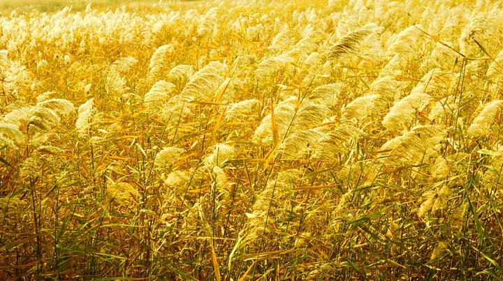 【浪花】芦花苍苍（外一篇）