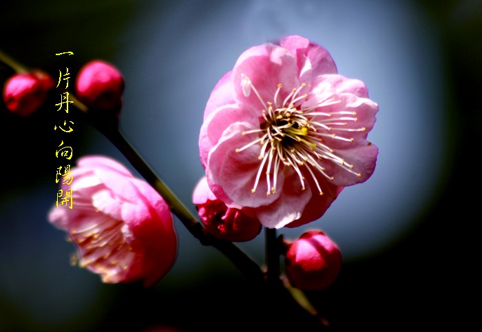 【丁香】点(微小说)