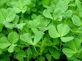 【天涯】故乡的草头〔散文〕