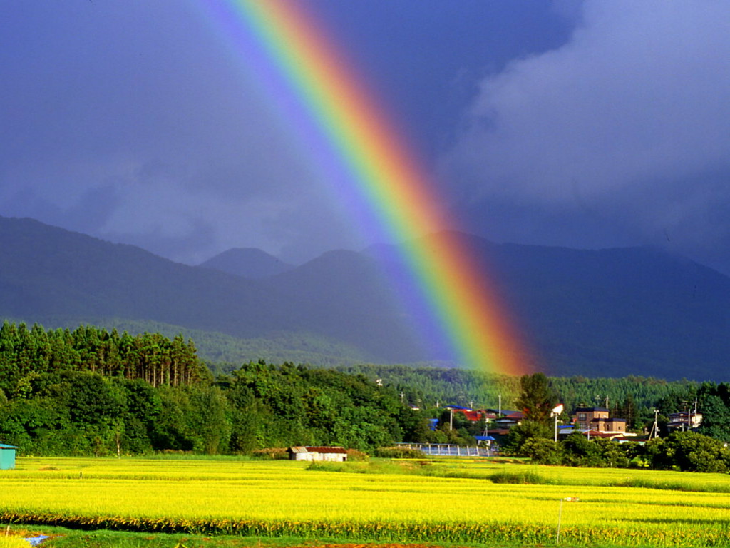 【丁香花语】风雨彩虹（散文）