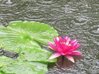 雨（随笔）