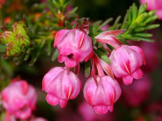 【丁香花语】那朵欧石楠 (诗歌)