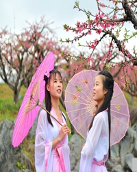 桃花的故事