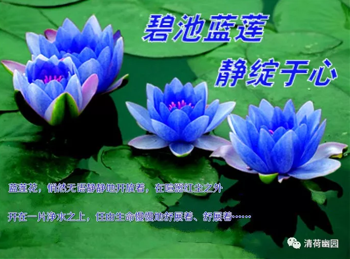 【江山人赏江山文】圣洁的蓝莲花，心灵的一次洗礼（荷塘）
