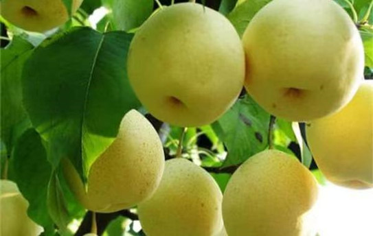 【东篱·念】梨园传奇 （散文）