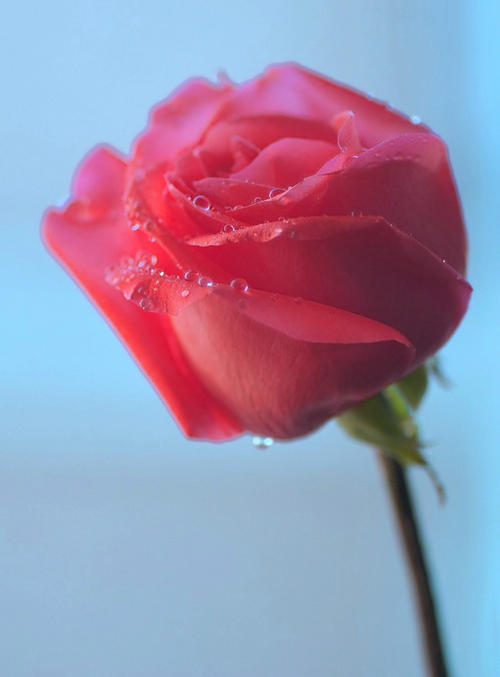 【摆渡·春】信封中的一朵红玫瑰（小说）