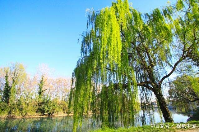 【荷塘“PK大奖赛”】又到一年春绿时（散文）