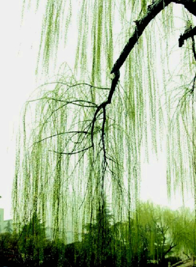 【八一】卜算子·故乡大运河（古韵外六阕·家园）