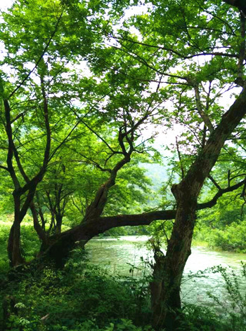 【柳岸】柳林会永远青春（散文）