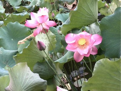 【荷塘】秋荷·风韵（散文）