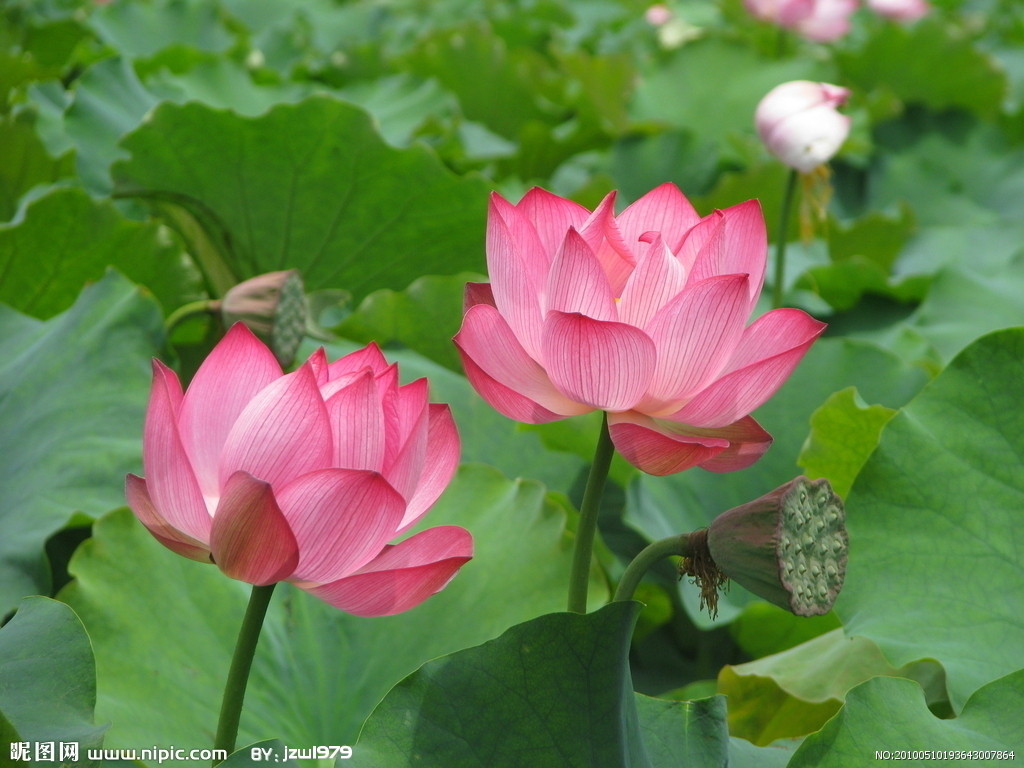 【冰心】读荷遐思（散文）