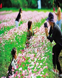 花是用来看（看图写话）