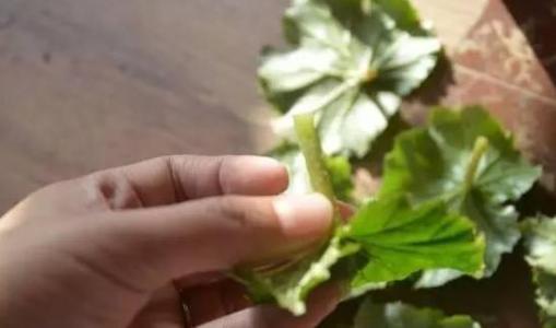 【丹枫】你揪下的每一片树叶都是一首情诗（组诗）
