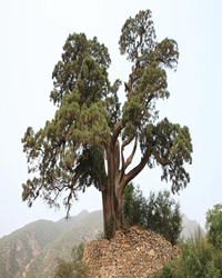 荥经古柏