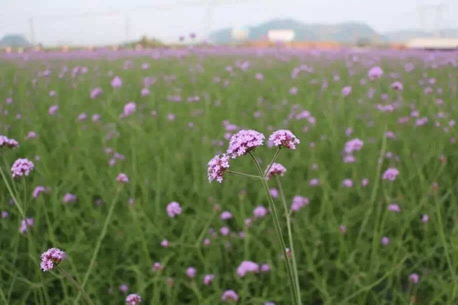 【丁香.那年丁香】读春天（外一首）（诗歌）