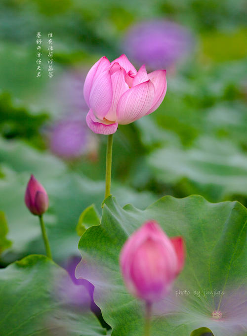 【八一】念如菡萏开（散文·家园）