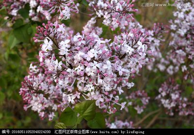 【宁静】苦丁香（小说）