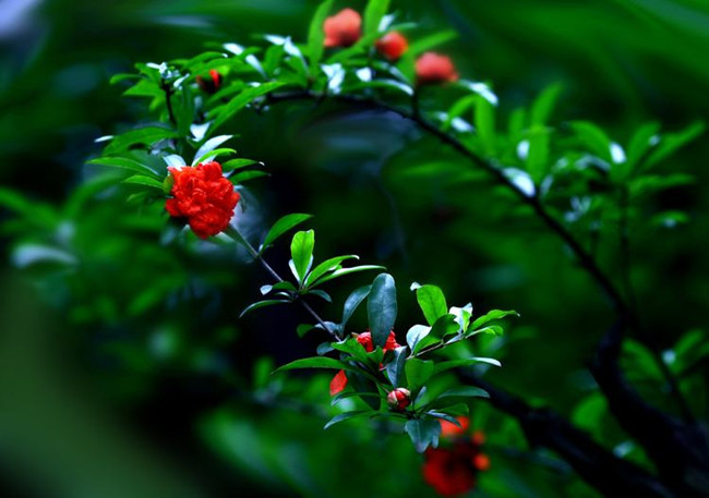 【八一】石榴花开（散文·家园）