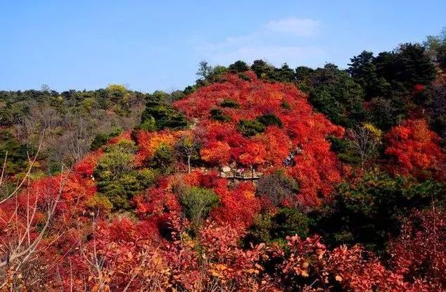 【八一】七绝·济南红叶谷游记（古韵七首·家园）