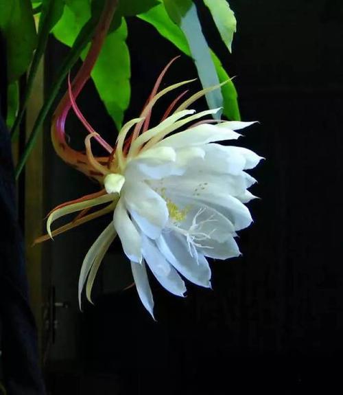 【八一•情】昙花（微小说）