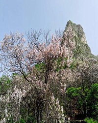 【看点】辰溪桐落山，就是《茶经》记录的无射山（随笔）