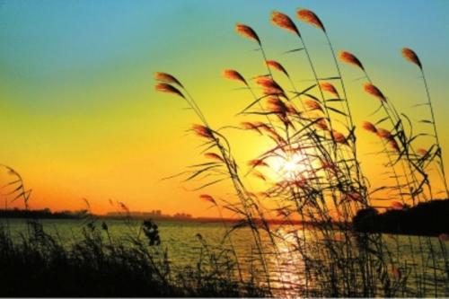 【流云】思考的“芦苇”（散文）