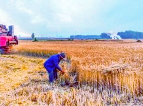 【天涯】爹·麦子·疯婆娘〔小说〕