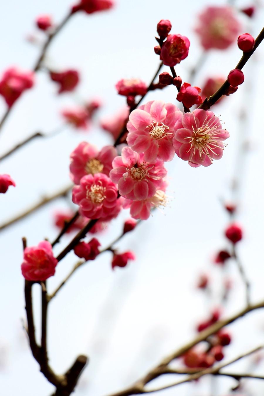 【柳岸】梅花，梅花（随笔）