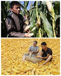 故乡又在掰玉米，今年我又没回家
