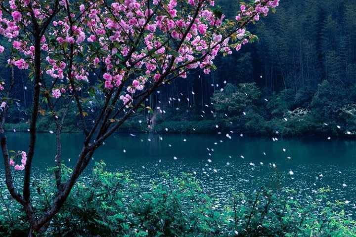 【冰心】有情有义，“洩湖”老街（随笔）