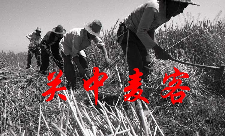 【丁香花语】关中麦客（散文）