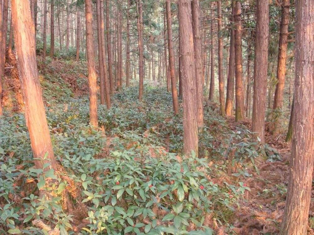 【暗香】沉醉在黎山林场（散文）