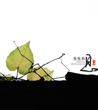 【流年】生生不息（散文）