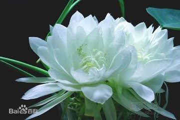 【西风征文】雪莲花（送别小说）