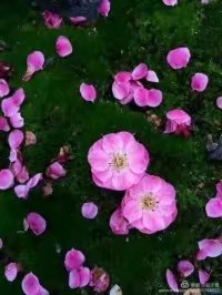 【清韵】缘分，注定了相遇，却终结了相爱（诗歌）