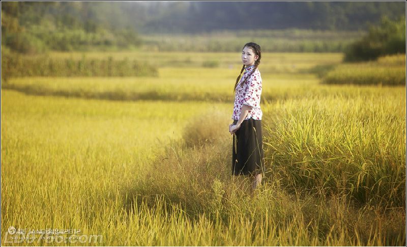 【八一】莲花（小说）