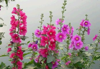 【荷塘“pk大奖赛”】初夏的味道（散文）