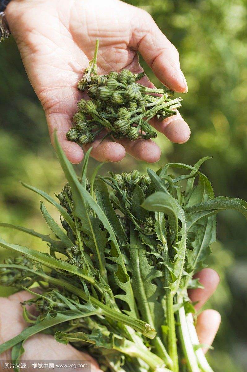 【荷塘“有奖金”征文】故乡散章之故乡的野菜（外一章）