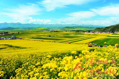【荷塘“相约春天”征文】失落的油菜花（散文）