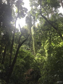 【八一】丛林遇险记（散文·家园）