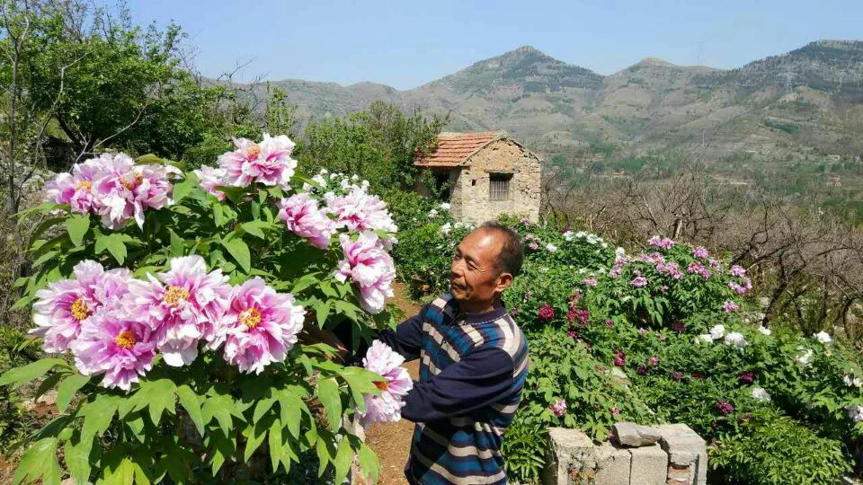 【天涯】藏在沂蒙山的牡丹花王（散文）