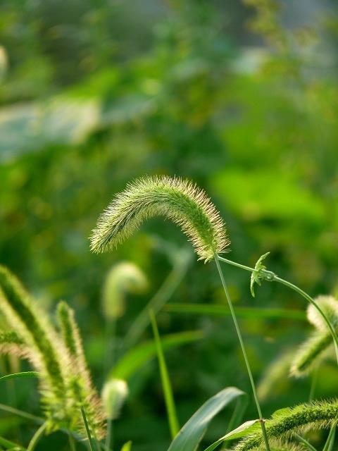 【酒家】草木深处（组章）
