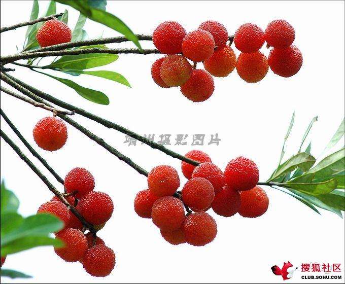【西风】与水果有关的往事（散文）