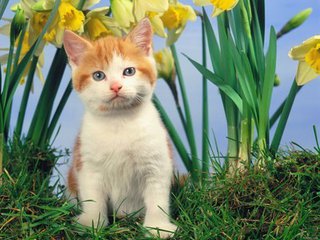 躲猫猫（记叙文）