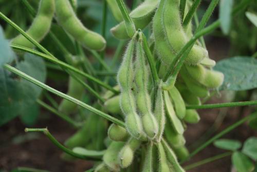 【浪花】毛豆飘香时（外二篇）