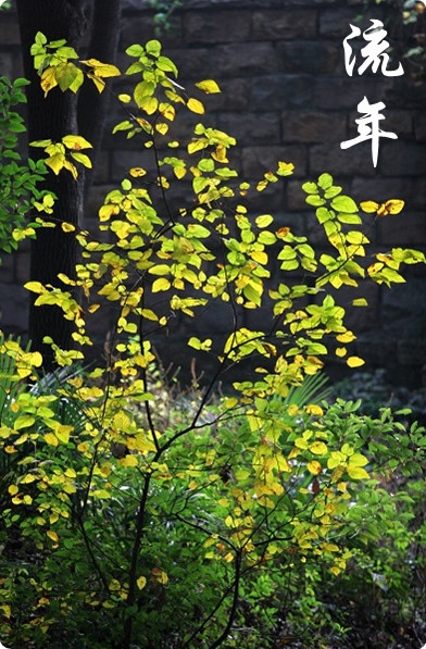 【江山·好声音】【流年】结缘江山，魂归玉山（散文）