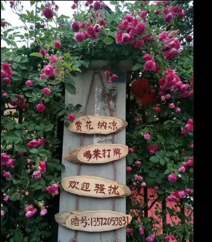 【清韵】都是因为爱（诗歌）