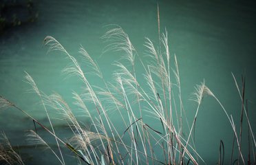 【柳岸•念】一草一木一春秋（诗组）